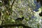 Rare black female Amazonian umbrellabird, Cephalopterus ornatus.