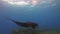 Rare Black Manta Ray & Graceful Large Mantaray Close Up In Peaceful Sunlit Sea