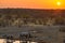 Rare Black Rhinos drinking from waterhole at sunset. Wildlife Safari in Etosha National Park, the main travel destination in