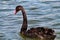 A rare black swan on a calm and tranquil lake