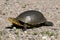Rare Blandings Turtle walking