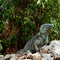 Rare Blue Iguana Cayman Islands