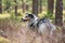 Rare blue merle tri color shetland sheepdog sheltie tanding in pine forest with stick in mouth