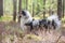 Rare blue merle tri color shetland sheepdog sheltie tanding in pine forest with stick in mouth