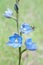 Rare Blue Sun Orchid and Visitor