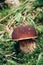 Rare Boletus aereus in Czech spruce forests on the edge of the Jizera Mountains. Bronze bolete grows in a mossy stand between