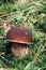 Rare Boletus aereus in Czech spruce forests on the edge of the Jizera Mountains. Bronze bolete grows in a mossy stand between