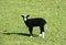 Rare breed Balwen Welsh Lamb