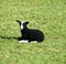 Rare breed Balwen Welsh Lamb