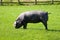 Rare Breed Cornish Black Pig with Curly Tail