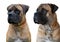 A rare breed of dog - the Boerboel South African Mastiff.