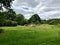 Rare breed English longhorn cow