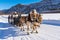 Rare breed of a Norwegian fjord horses on a sleigh ride