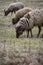 Rare breed of sheep grazing on grassland
