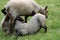 Rare breed Shetland sheep ewe with suckling lambs