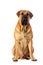 Rare breed South African boerboel posing in studio.