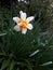 Rare breed of white daffoldil & x28;Narcissus poeticus& x29;