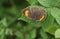 A rare Brown Hairstreak Thecla betulae perched on a leaf .