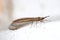 Rare brown lacewing