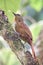 Rare brown and striated bird walking in the tree