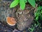 Rare brown white mushroom on tree trunk outdoor