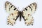 Rare butterfly, Eastern festoon; on white