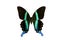 Rare Butterfly Majestic Green Swallowtail Papilio blumei