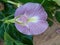 Rare Butterfly pea flower in my garden