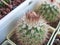 Rare cactus called P. tilcarensis VG764