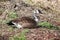 Rare Canada Goose partial Leucism