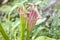 rare carnivorous plants close-up in a greenhouse, blurred background