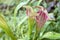 rare carnivorous plants close-up in a greenhouse, blurred background,