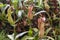 rare carnivorous plants close-up in a greenhouse, blurred background,