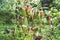 rare carnivorous plants close-up in a greenhouse, blurred background, selective focus,