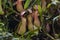 rare carnivorous plants close-up in a greenhouse, blurred background, selective focus,