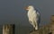 A rare Cattle Egret, Bubulcus ibis, perching on a fence post on a cold misty frosty morning.