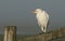 A rare Cattle Egret, Bubulcus ibis, perching on a fence post on a cold misty frosty morning.