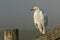 A rare Cattle Egret, Bubulcus ibis, perching on a fence post on a cold misty frosty morning.