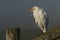 A rare Cattle Egret, Bubulcus ibis, perching on a fence post on a cold misty frosty morning with its beak open.