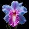 Rare Cattleya Orchid in Full Bloom