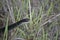 Rare Closeup Photo of Black Racer Snake in Tall Grass in Florida