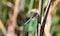 Rare colorful dragonfly sitting on a plant at the Plitvice Lakes National Park