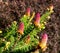 Rare coniferous plants.  Blooming tree Spruce Acrocona Picea abies Acrocona, the cones look like a pink rose.