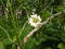 Rare creamy colour large funnel shape flower