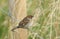 A rare cute baby Tree Sparrow, Passer montanus, perching on a wire fence. It is waiting for one of its parents to come back and fe