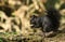 A rare cute Black Squirrel Scirius carolinensis eating a nut sitting on a log in woodland.