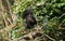 A rare cute Black Squirrel Scirius carolinensis sitting on a log covered in ivy in woodland in the UK.