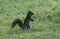 A rare cute Black Squirrel Scirius carolinensis standing in the grass with a Sweet Chestnut in its mouth. It is collecting for i