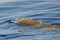 Rare Cuvier Goose Beaked whale dolphin Ziphius cavirostris