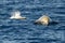 Rare Cuvier Goose Beaked whale dolphin Ziphius cavirostris